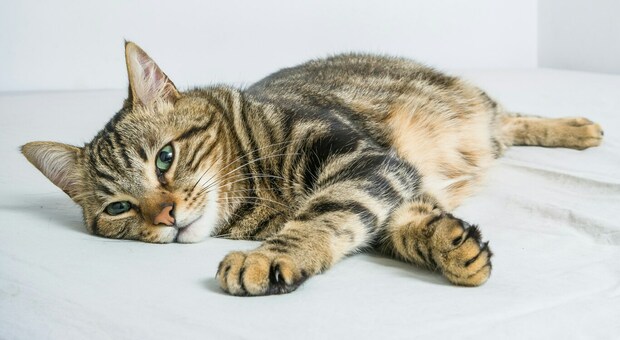 Gatto scuoiato vivo nell'Alessandrino, è il secondo in pochi mesi. L'Aidaa: «Opera di un sadico»