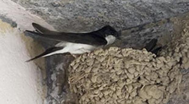 Distrutto 7 volte in aprile il nido di una coppia di rondini: denunciato un vandalo