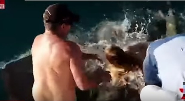 Australia, dà da mangiare a uno squalo con le mani: ecco come va a finire