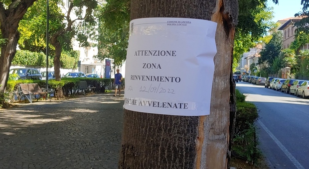 L'hater dei cuccioli colpisce ancora: in due quartieri di Ancona torna l'allarme per i bocconi avvelenati