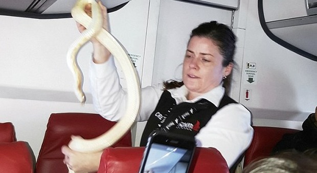 Alaska, panico a bordo di un aereo: bimbo trova un serpente sotto la valigia