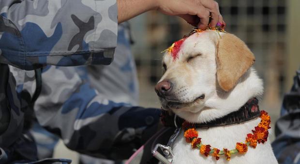 Coccole e ghirlande: il Nepal onora l'amicizia dei cani con l'annuale festa di Kukur Tihar