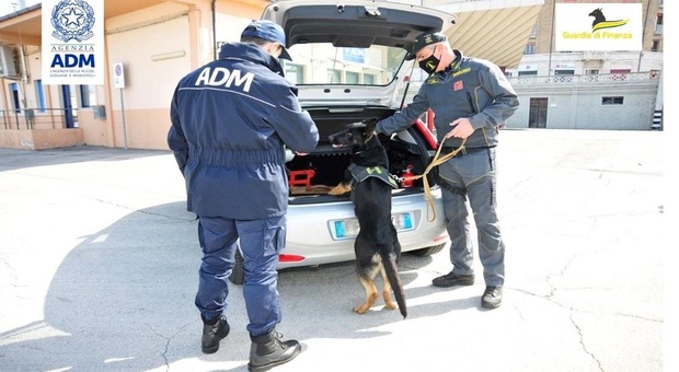 La "cash dog" Isabel fiuta 30mila euro in contanti nell'auto in arrivo dalla Grecia: multato il proprietario