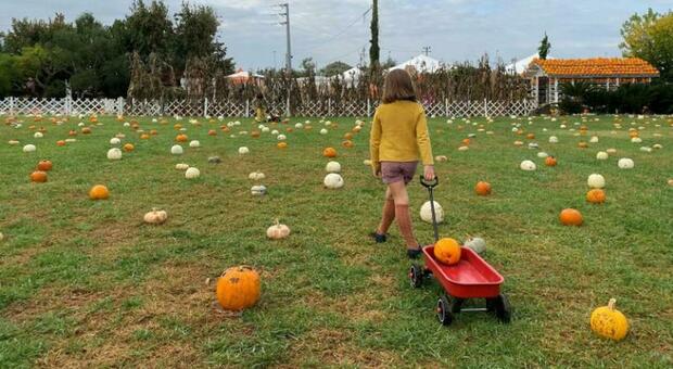 «Pumpkin patch» a Pignataro Maggiore, torna l'angolo di America a Caserta