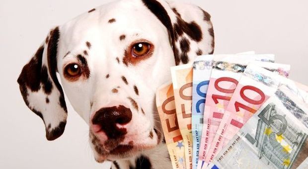 Fido, quanto mi costi: ecco come detrarre le spese degli animali domestici
