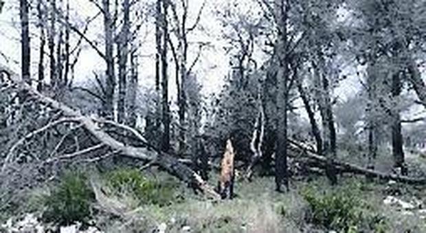 Dopo gli incendi l'incuria, crollano i pini di Casertavecchia