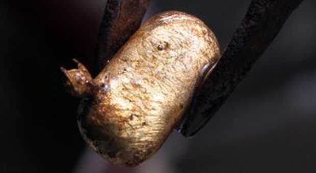Trovata una pepita d'oro da un chilo e mezzo in Australia con il metal detector: vale 70mila euro
