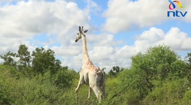 Gps per l'ultima giraffa bianca conosciuta. La proteggerà dai bracconieri. (immagine diffusa da NTV Kenya su You Tube)