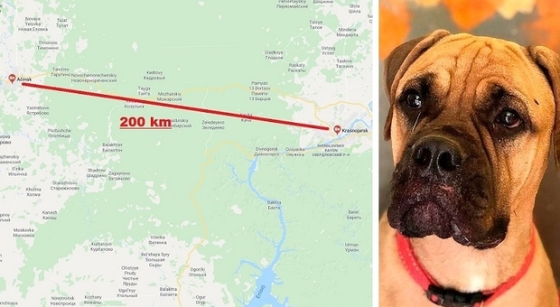 Cane abbandonato, percorre 200 km in Siberia tra lupi e orsi per raggiungere il padrone
