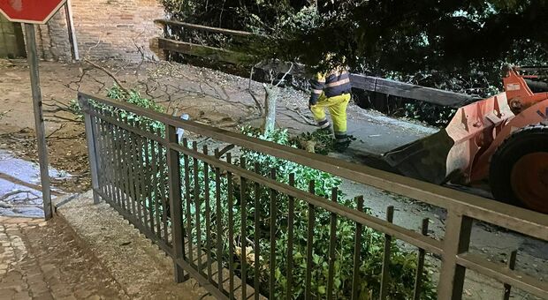 Vento forte e rami in strada, nella notte a Montegiorgio una pianta crolla sopra due auto in sosta