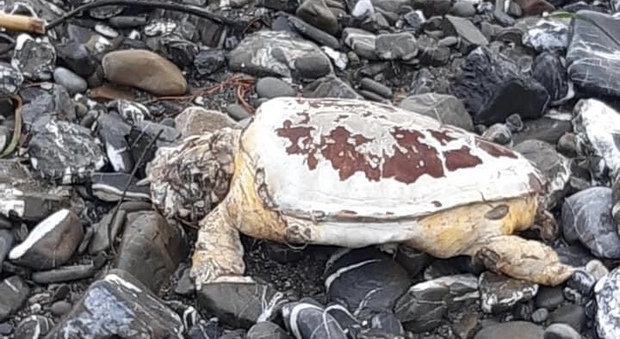 Cilento, due carcasse di tartaruga rinvenute tra sulla spiaggia tra i rifiuti