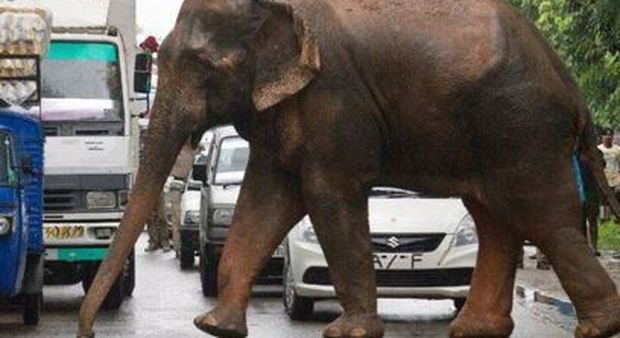 India, elefanti uccidono quattro agricoltori nel Bengala, terrore nei villaggi