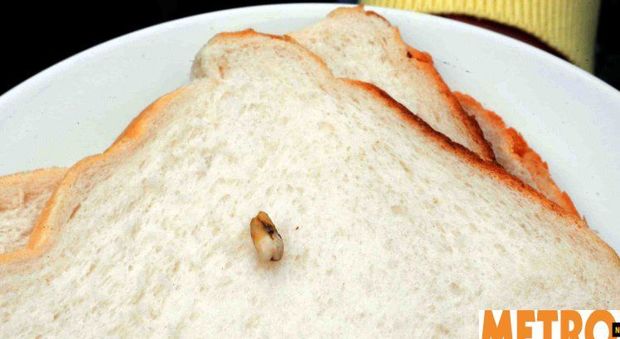 Prende il pane per il pranzo, quello che trova dentro è disgustoso