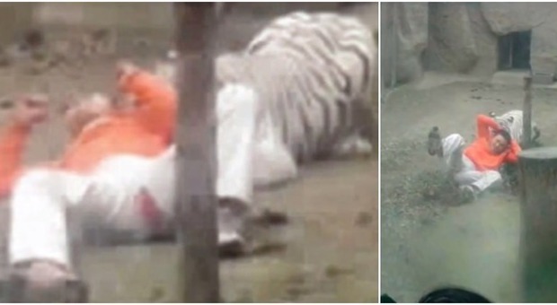 Vuole fotografare la tigre bianca da vicino allo zoo: ragazzino 17enne cade e viene sbranato