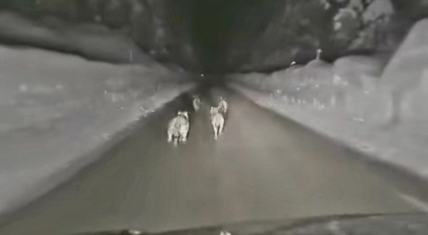 I lupi inseguiti dall'auto tra due muraglie di neve