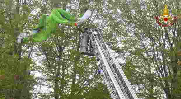 Precipita col parapendio sull'albero alto 15 mt: si libera e scende illeso