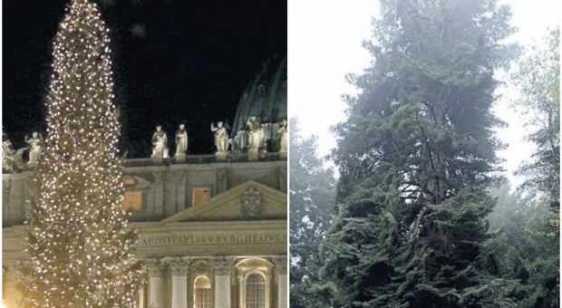 Natale, i forestali bloccano il taglio e il Papa resta senza albero: disputa tra un paese abruzzese e uno molisano