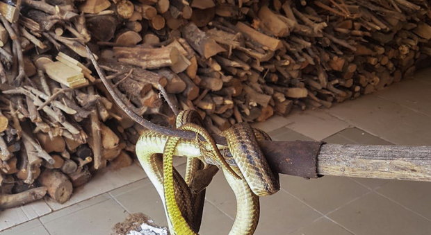 Serpente trovato in un garage, paura per una famiglia di Lioni