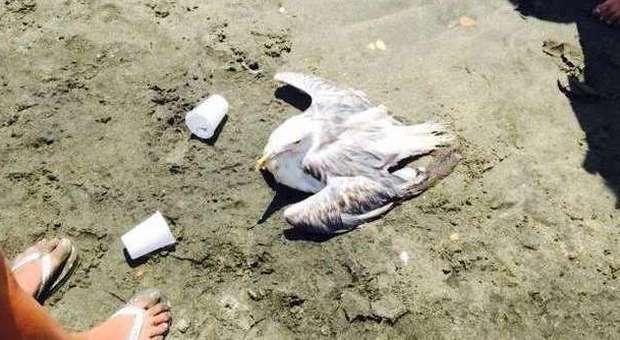 Gabbiano ferito sulla spiaggia di Ostia, i bagnanti si mobilitano per salvarlo