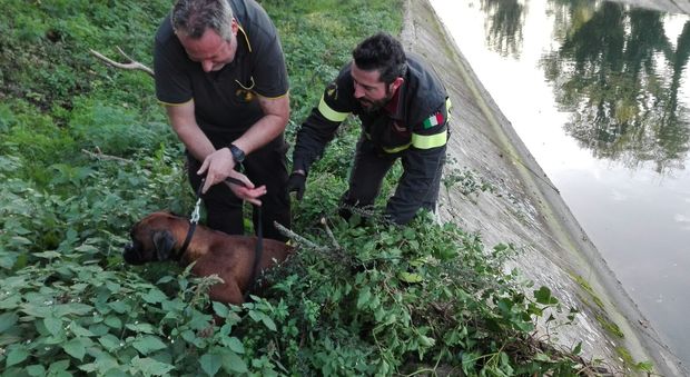 Terni, cagnolina cade in un canale salvata in extremis dai vigili del fuoco