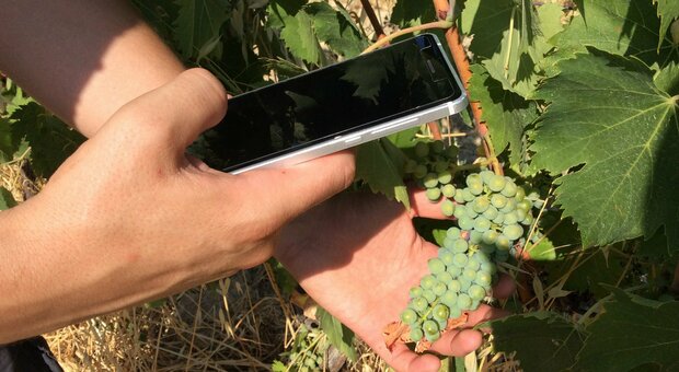 Nasce AgriConnect, progetto che aiuterà le aziende agricole umbre a sfruttare le potenzialità del digitale
