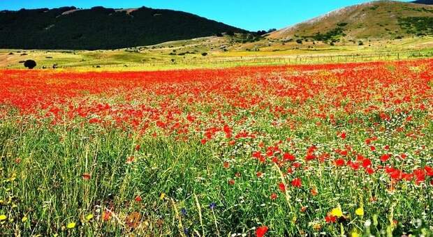 Rieti, domenica con escursione a Rascino per la fioritura della lenticchia
