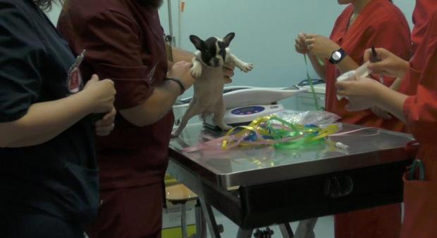 Ancona, di razza ma maltrattati e malati: denunciati tre trafficanti di cuccioli