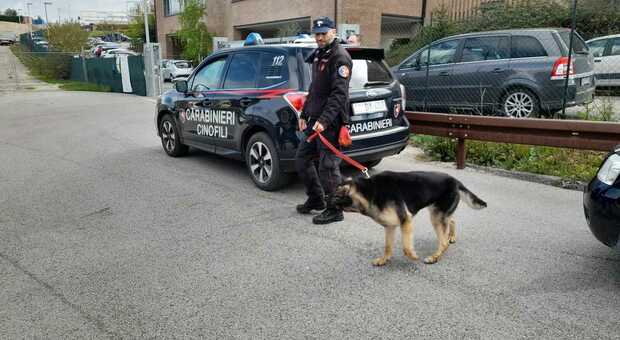 Camerino, la sicurezza garantita da due carabinieri speciali: controlli nelle scuole con i cani Kevin e Balù