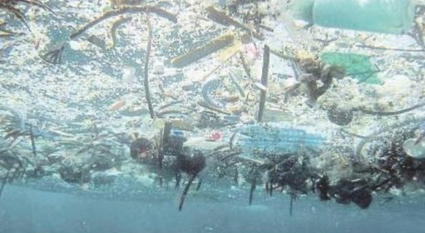 Isola di plastica alla deriva, è allarme nel mar Tirreno: specie marine a rischio