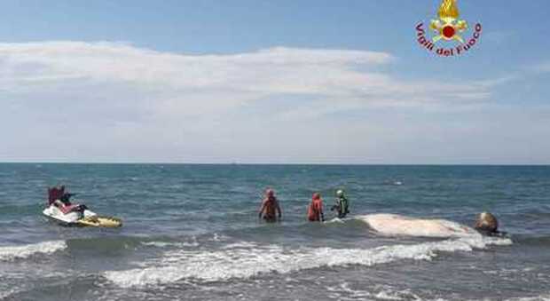 Ritrovamento choc sulla spiaggia della Maremma: carcassa di balenottera lunga 12 metri
