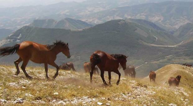 Una legge per il cavallo del Catria l’unica razza autoctona regionale: ecco chi è il promotore della proposta