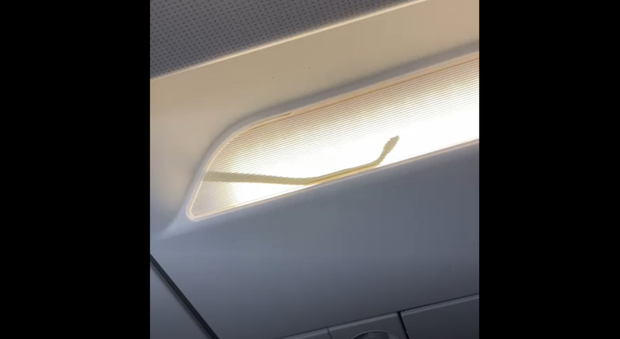 Un serpente a bordo di un aereo provoca un atterraggio di emergenza