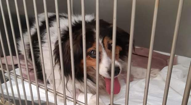 San Giorgio per Charlie: raccolti oltre 1500 euro per le cure al cane investito