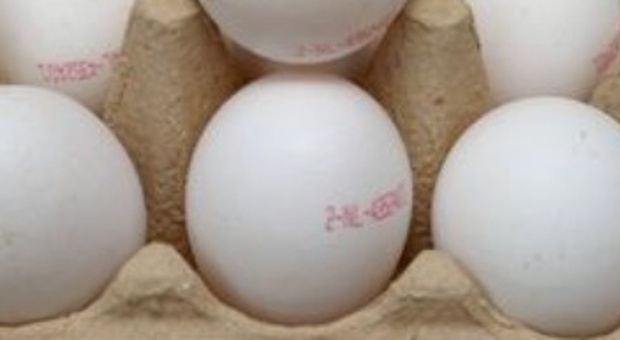 Uovo, star su Instagram e sul carrello della spesa