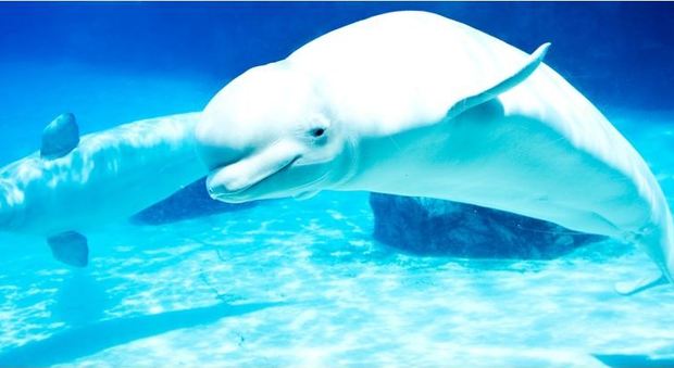 Cina, niente estinzione: oltre duemila delfini bianchi nell'estuario del Fiume delle Perle
