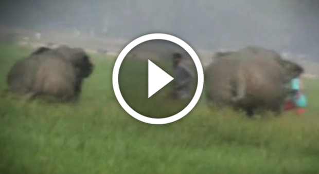L'aggressione choc degli elefanti in India (Youtube)