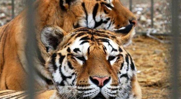 SHOWCASE - Cina, due tigri uccise dopo aggressione a guardiano