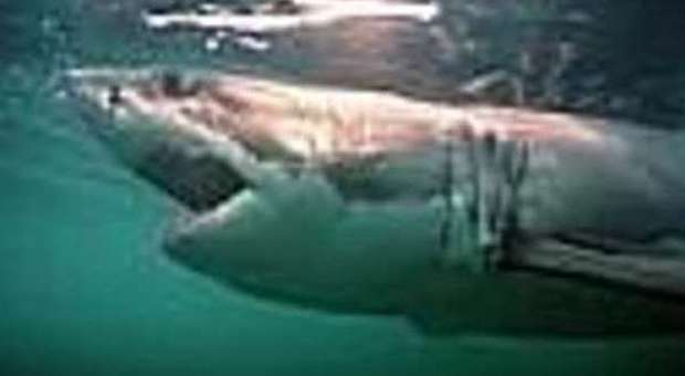 Ragazzino di 13 anni aggredito e ucciso da uno squalo mentre fa surf nell'Oceano Indiano