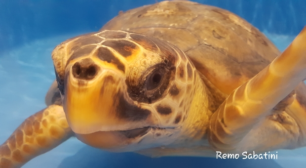 Aretusa, la grossa tartaruga marina curata a Favignana, poco prima della liberazione in mare (foto Remo Sabatini)