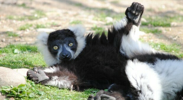 Addio a Silver: aveva 32 anni e viveva in Italia il lemure bianconero più anziano d'Europa