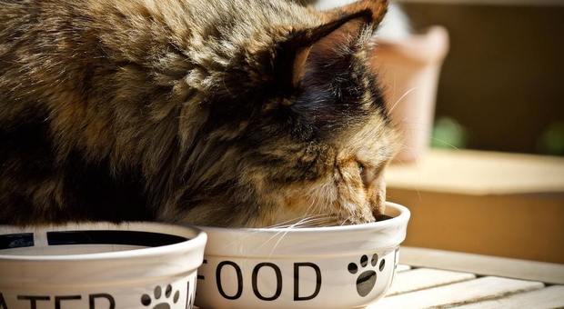 Tubercolosi nel cibo dei gatti: contagiati 50 animali e 2 dei loro padroni