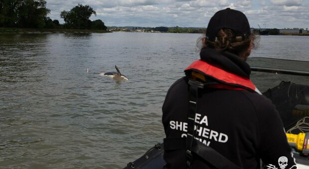 Orca dispersa nella Senna trovata morta: inutili gli sforzi per salvarla