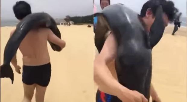 Il bagnante prende un cucciolo di delfino spiaggiato e lo carica in auto: ricercato