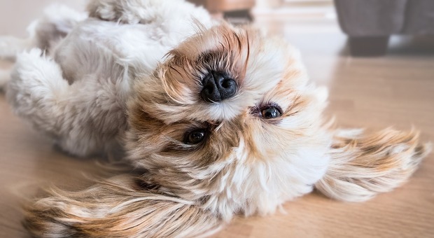 In Alto Adige una legge impone l'esame del Dna per i cani - Foto di Fran@mallorcadogphotography da Pixabay