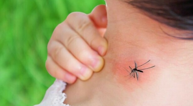 La zanzara porta malaria torna in Puglia, gli esperti: «Niente allarmismi». Cosa sta succedendo