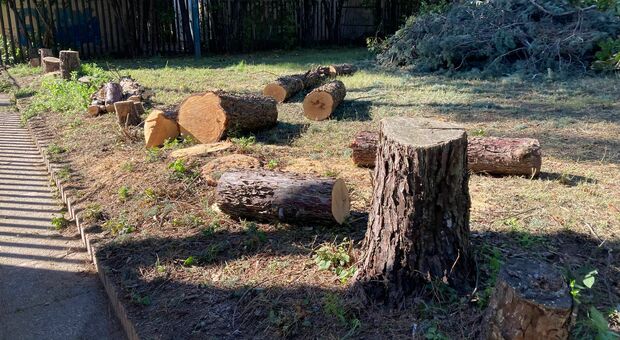 Napoli Est, alberi abbattuti a Ponticelli: sprint dei lavori nel parco De Simone