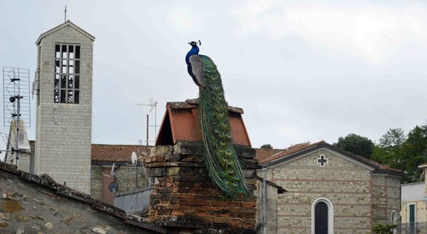 Il pavone Apollo sui tetti di Ponte Felcino, quartiere che l'ha preso come suo simbolo positivo