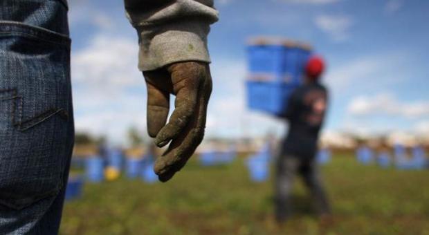 Sfruttava migranti per la raccolta delle angurie: in manette un imprenditore