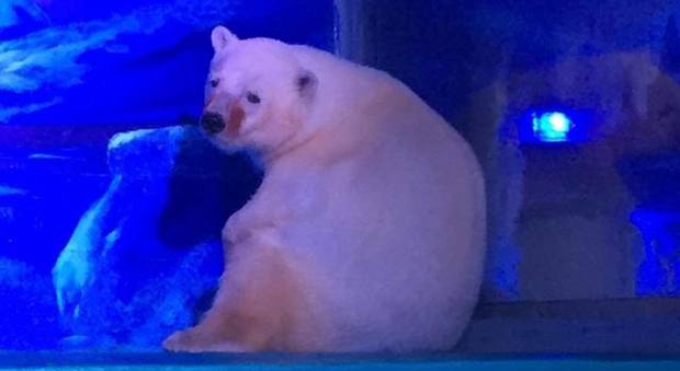 Guarda gli occhi di quest'orso: è nello zoo più triste del mondo. Puoi liberarlo con la tua firma