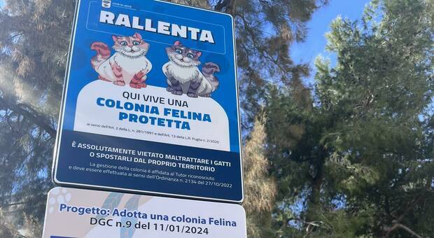 Kiron adotta la colonia felina di Santa Rosa: ogni mese venti chili di cibo in dono ai gatti della città